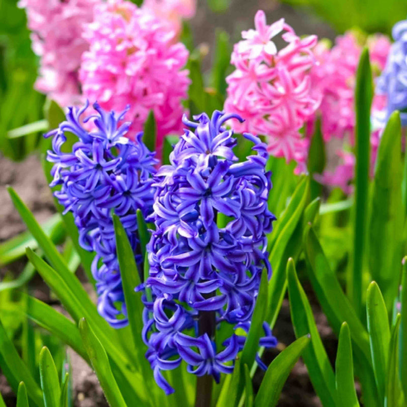 Hyacinth Seeds - Heirloom Flower Plant for Home Gardens