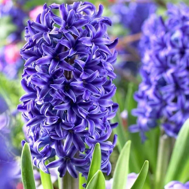 Hyacinth Seeds - Heirloom Flower Plant for Home Gardens