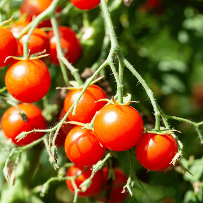 Hybrid Cherry Tomato Seeds - Heirloom Vegetable Plant for Home Gardens
