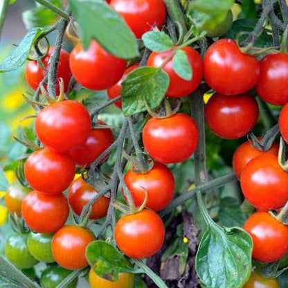 Hybrid Cherry Tomato Seeds - Heirloom Vegetable Plant for Home Gardens