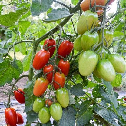 Hybrid Cherry Tomato Seeds - Heirloom Vegetable Plant for Home Gardens