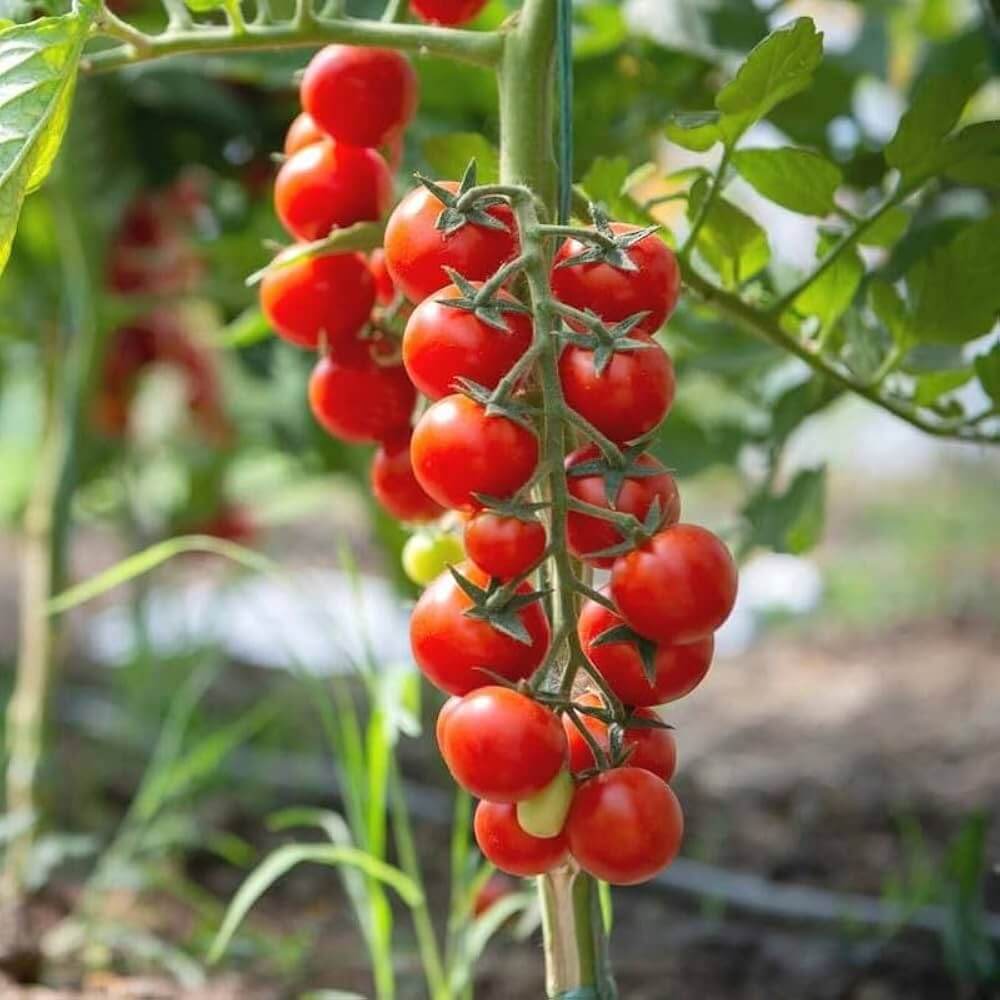 Hybrid Cherry Tomato Seeds - Heirloom Vegetable Plant for Home Gardens