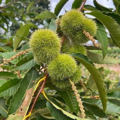 Hybrid Chestnut Seeds - Fruit Plant