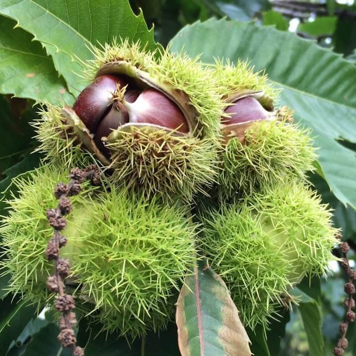 Hybrid Chestnut Seeds - Fruit Plant