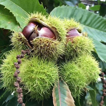 Hybrid Chestnut Seeds - Fruit Plant