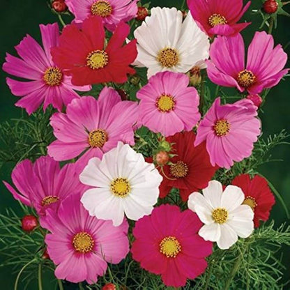 Hybrid Cosmos Seeds