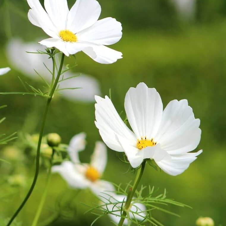 Hybrid Cosmos Seeds