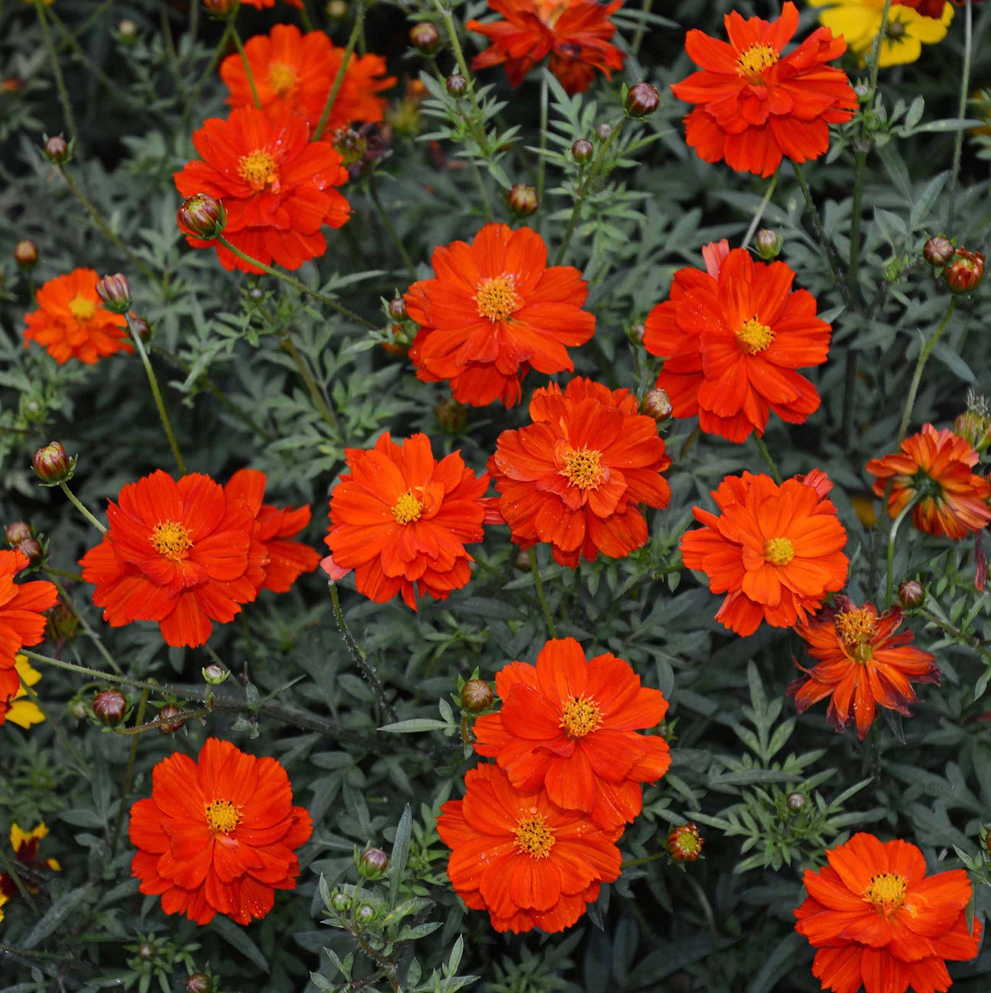 Hybrid Cosmos Seeds
