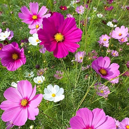 Hybrid Cosmos Seeds