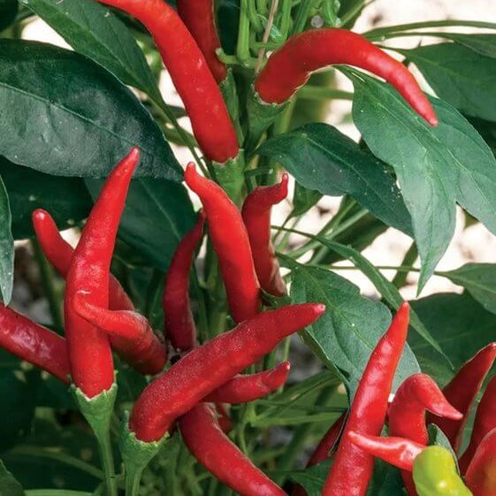 Hybrid Hot Pepper Seeds - Heirloom Vegetable Plant for Home Gardens