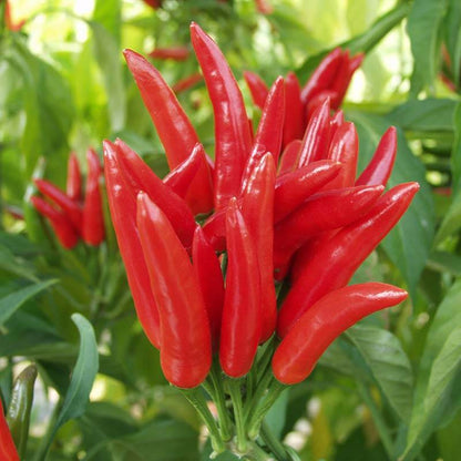 Hybrid Hot Pepper Seeds - Heirloom Vegetable Plant for Home Gardens