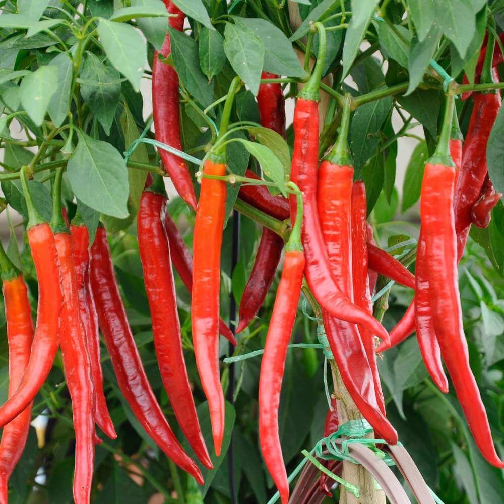 Hybrid Hot Pepper Seeds - Heirloom Vegetable Plant for Home Gardens
