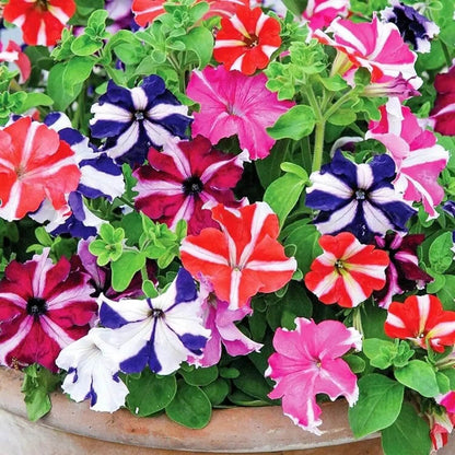 Hybrid Mixed Petunia Seeds - Flower Plant