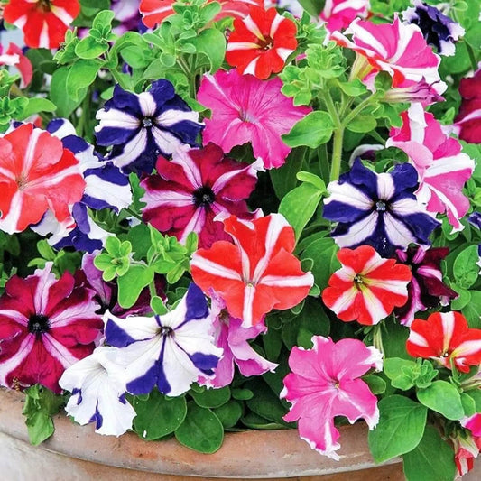 Hybrid Mixed Petunia Seeds - Flower Plant