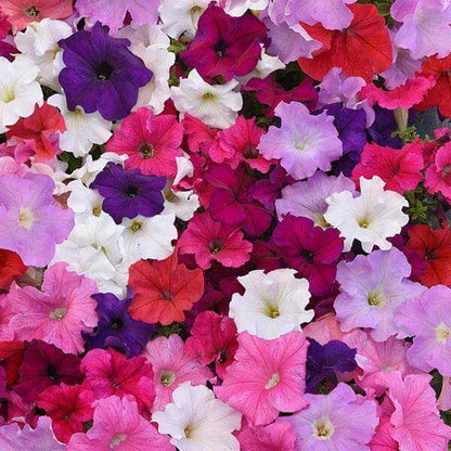 Hybrid Mixed Petunia Seeds - Flower Plant