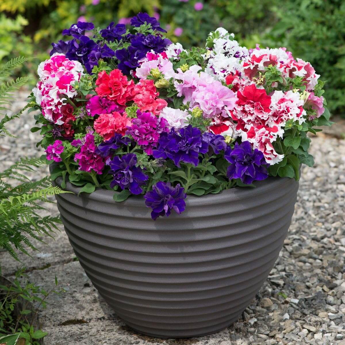 Hybrid Mixed Petunia Seeds - Flower Plant