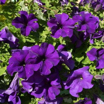 Hybrid Petunia Seeds - Heirloom Flower Plant for Home Gardens