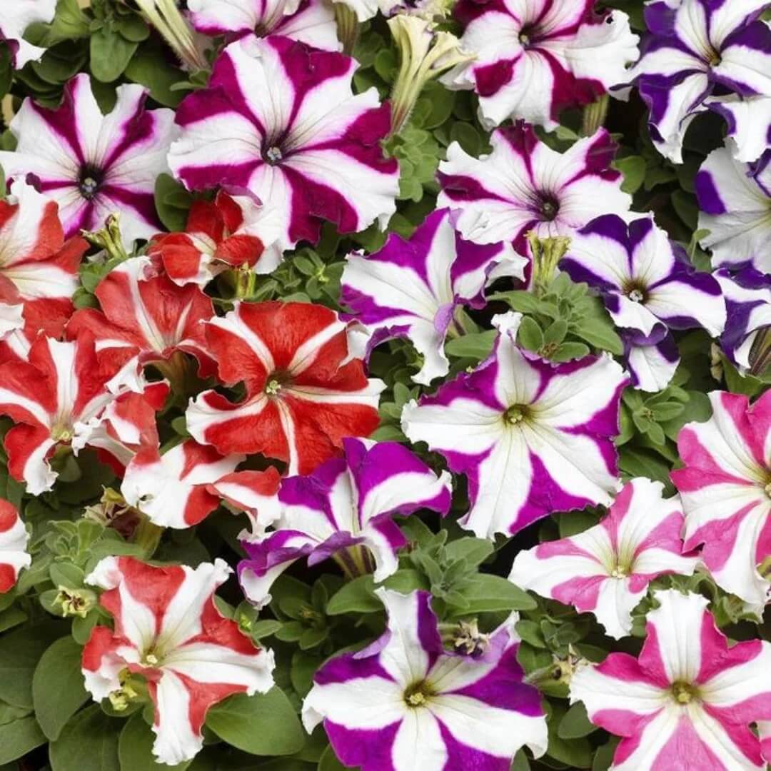 Hybrid Petunia Seeds - Heirloom Flower Plant for Home Gardens