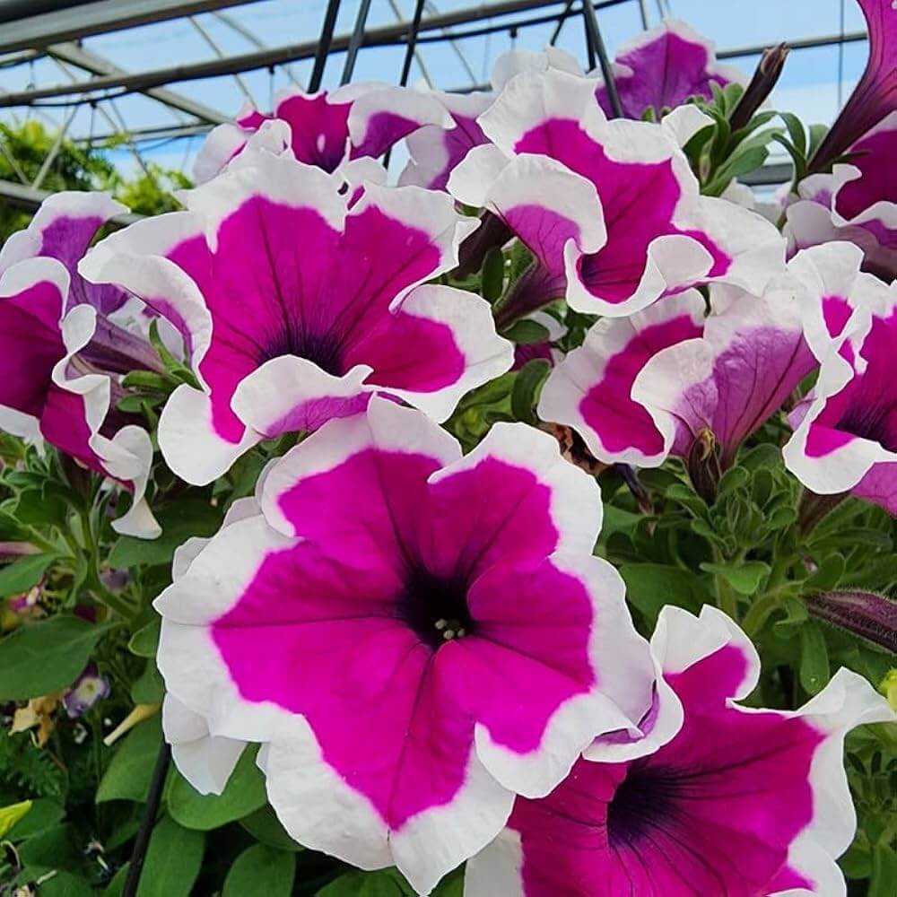 Hybrid Petunia Seeds - Heirloom Flower Plant for Home Gardens