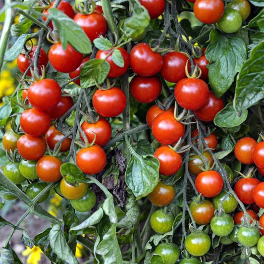 Hybrid Sweet Salad Tomato seeds