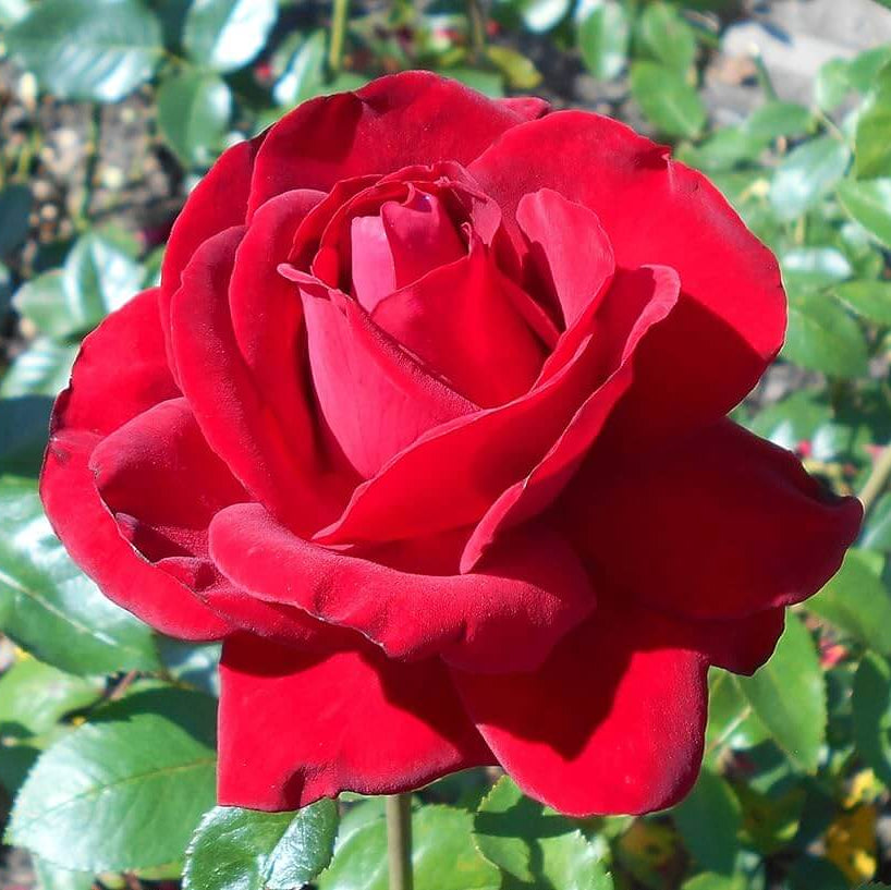 Hybrid tea rose seeds - Flower Plant