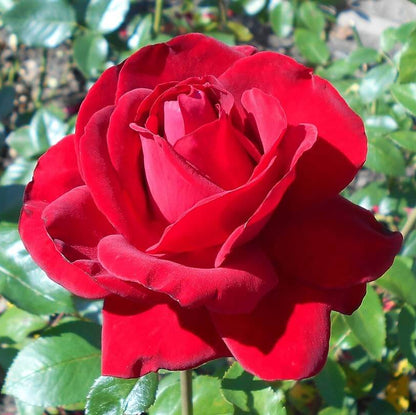 Hybrid tea rose seeds - Flower Plant