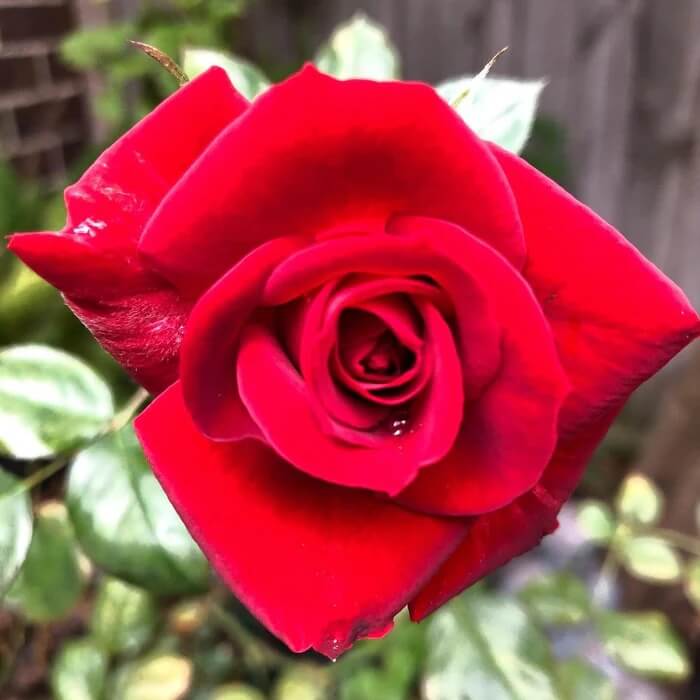 Hybrid tea rose seeds - Flower Plant