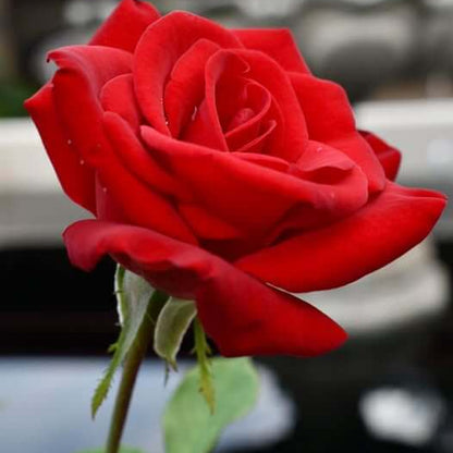 Hybrid tea rose seeds - Flower Plant
