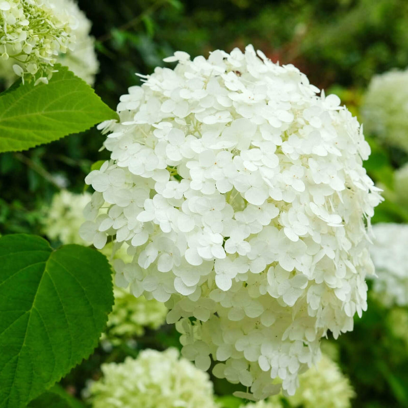 Hydrangea Annabelle Seeds - Heirloom Flower Plant for Home Gardens