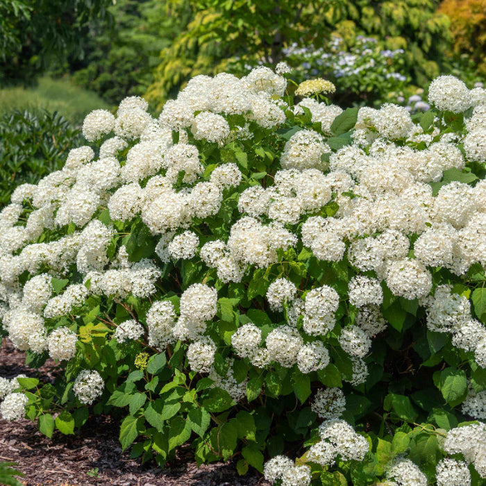 Hydrangea Annabelle Seeds - Heirloom Flower Plant for Home Gardens