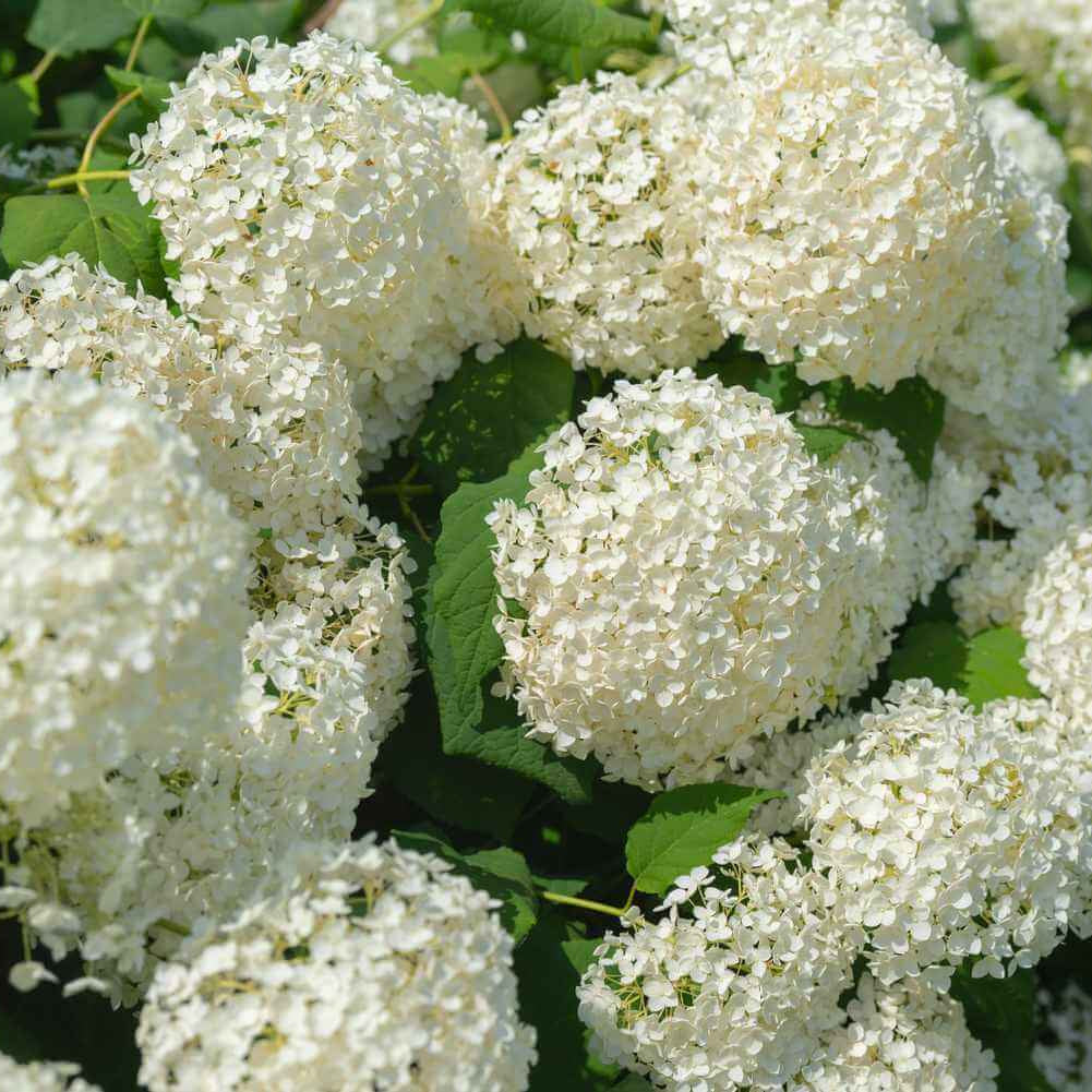 Hydrangea Annabelle Seeds - Heirloom Flower Plant for Home Gardens
