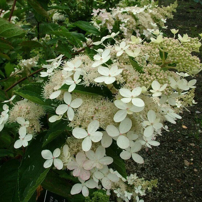 Hydrangea Burgundy Lace Seeds - Heirloom Flower Plant for Home Gardens