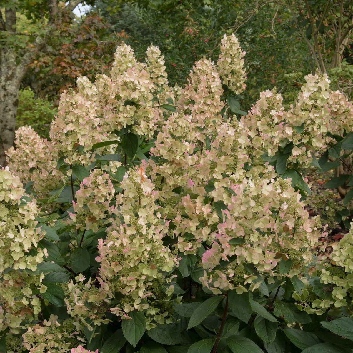 Hydrangea Burgundy Lace Seeds - Heirloom Flower Plant for Home Gardens
