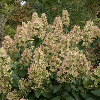 Hydrangea Burgundy Lace Seeds - Heirloom Flower Plant for Home Gardens