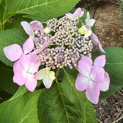 Hydrangea Burgundy Lace Seeds - Heirloom Flower Plant for Home Gardens