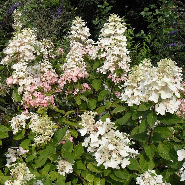 Hydrangea Burgundy Lace Seeds - Heirloom Flower Plant for Home Gardens