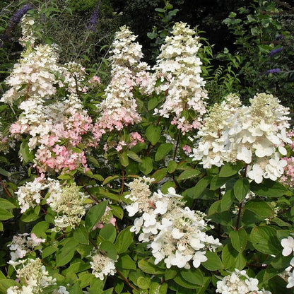 Hydrangea Burgundy Lace Seeds - Heirloom Flower Plant for Home Gardens