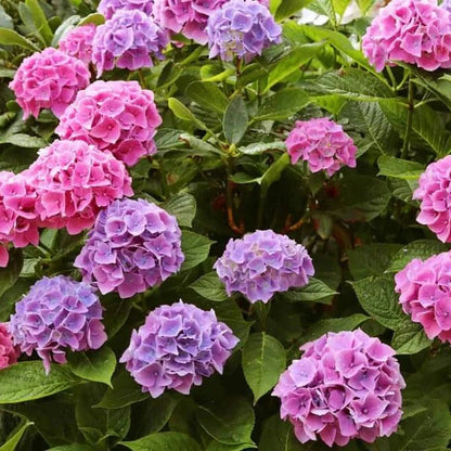 Hydrangea Bush Seeds