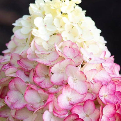 Hydrangea Paniculata Seeds - Flower Plant