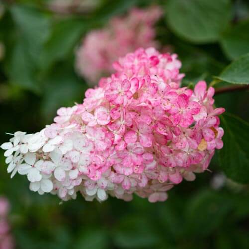 Hydrangea Paniculata Seeds - Flower Plant