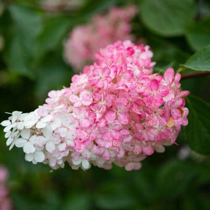Hydrangea Paniculata Seeds - Flower Plant