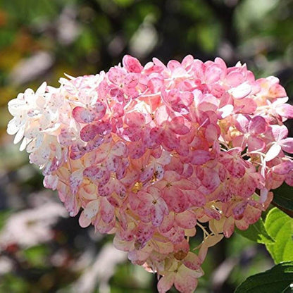 Hydrangea Paniculata Seeds - Flower Plant