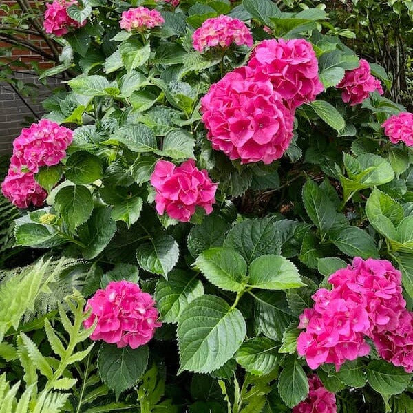 Hydrangea Planting Seeds