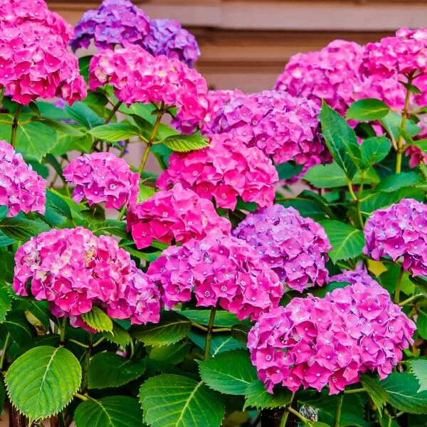 Hydrangea Planting Seeds