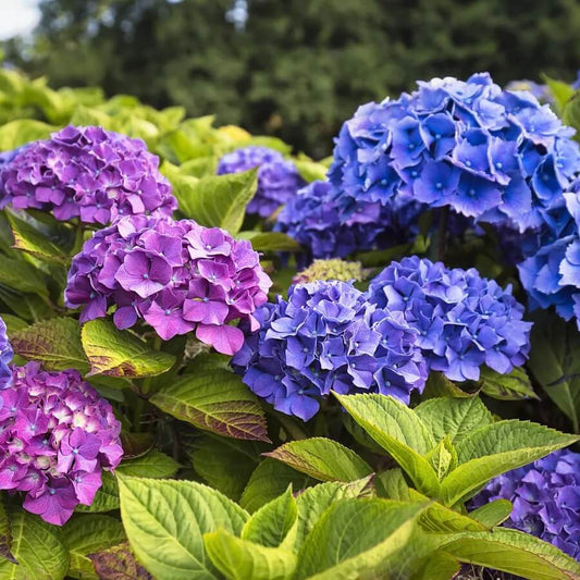 Hydrangea Seeds