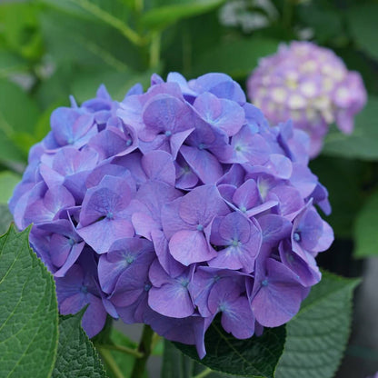 Hydrangea Seeds