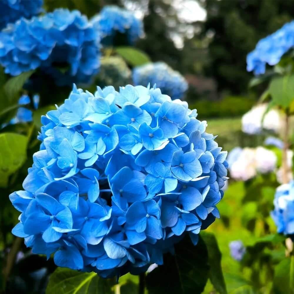 Hydrangea Seeds
