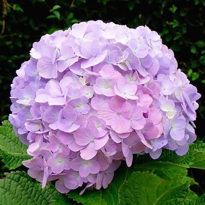 Hydrangea Seeds