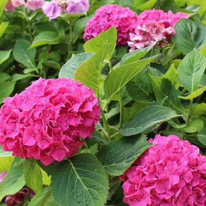 Hydrangea Seeds