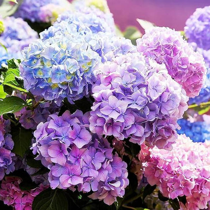 Hydrangea Seeds - Flower Plant
